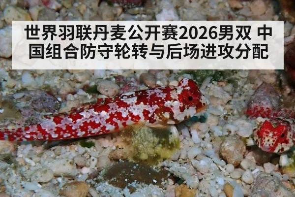 世界羽联丹麦公开赛2026男双 中国组合防守轮转与后场进攻分配